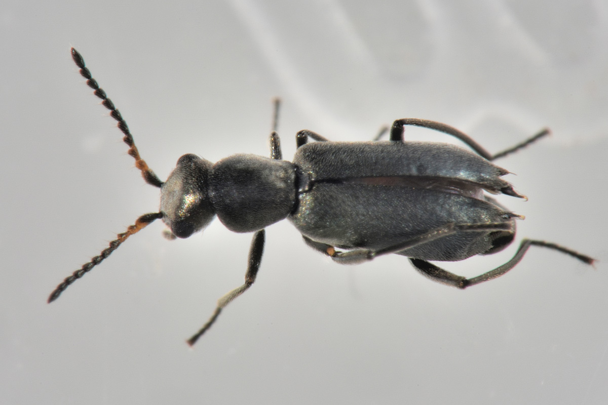 Malachiidae: Charopus sp? Sì, C. concolor